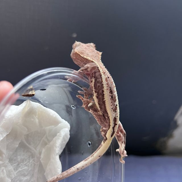 프라푸치노 달마시안