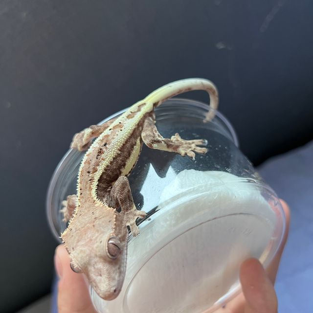 프라푸치노 달마시안