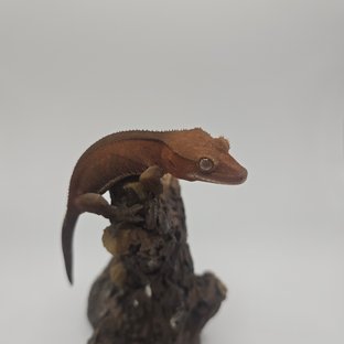 카푸치노 레드 팬텀