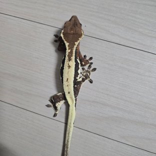 릴리 세이블