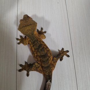 마그마