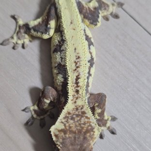 프라푸치노