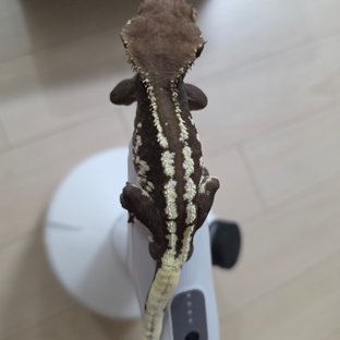 토리