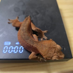 레드 팬텀