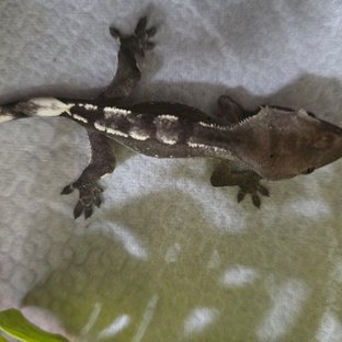 아잔틱