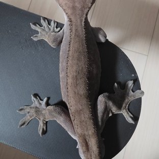 초코
