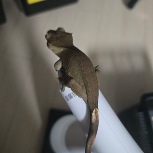 챠콜