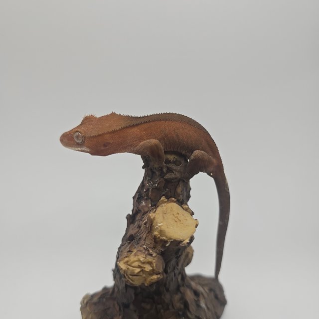 카푸치노 레드 팬텀