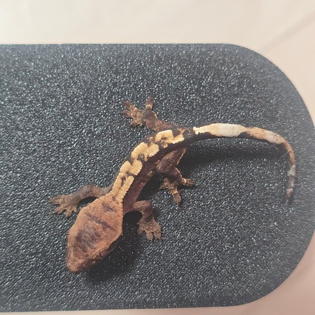 세이블 100%헷아잔틱