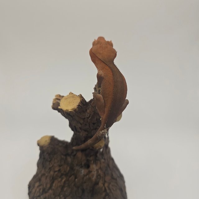 카푸치노 레드 팬텀