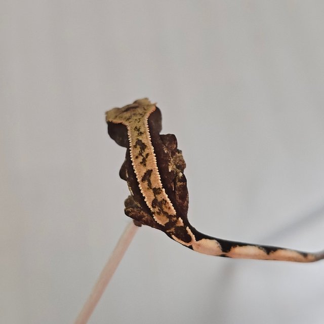 100%헷아잔틱 노멀