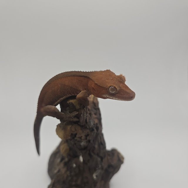 카푸치노 레드 팬텀