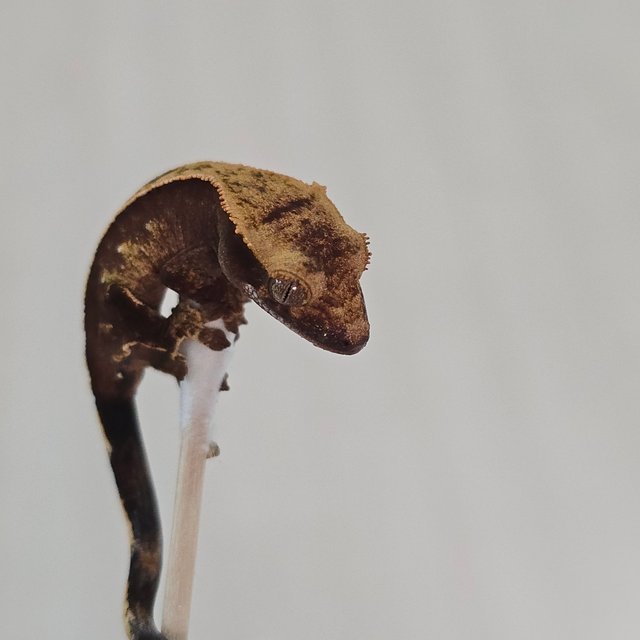 100%헷아잔틱 노멀