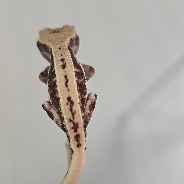 릴리100%헷아잔틱