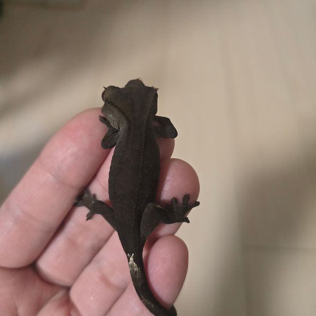 카푸치노 챠콜 팬텀