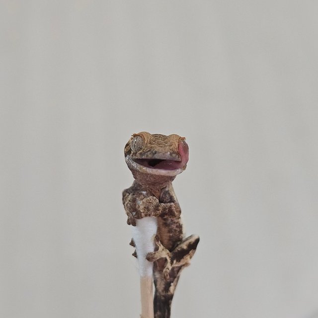 릴리100%헷아잔틱