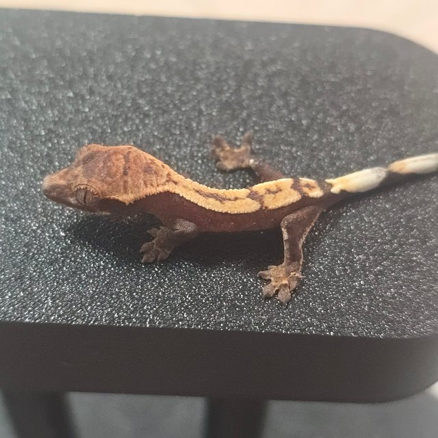 세이블 100%헷아잔틱