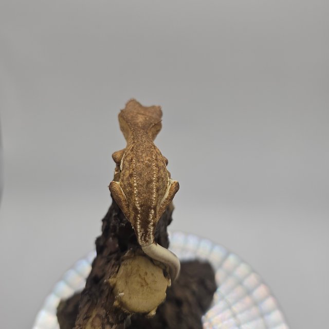 팬텀 릴리화이트