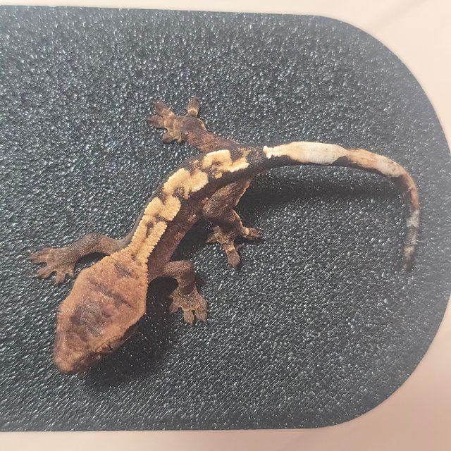 세이블 100%헷아잔틱