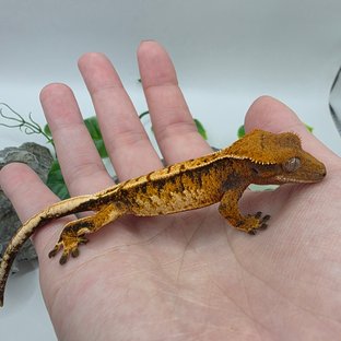 노멀 트라이 익스트림할리퀸 텐저린