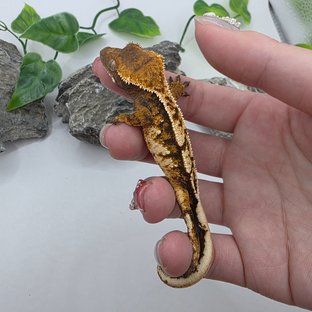 노멀 트라이 익스트림할리퀸