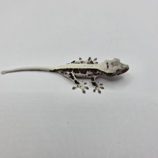 릴잔틱 아잔틱
