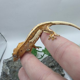 릴리100%헷아잔틱