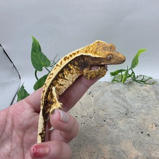 노멀 트라이 익스트림할리퀸