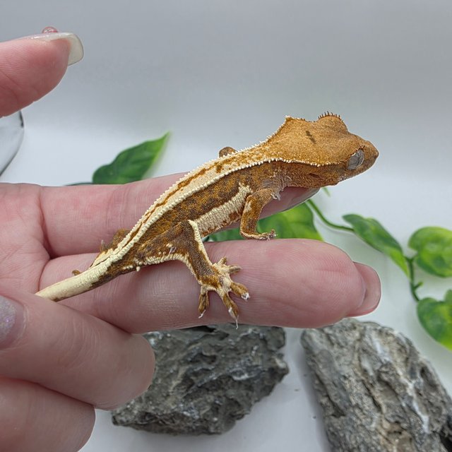 릴리100%헷아잔틱