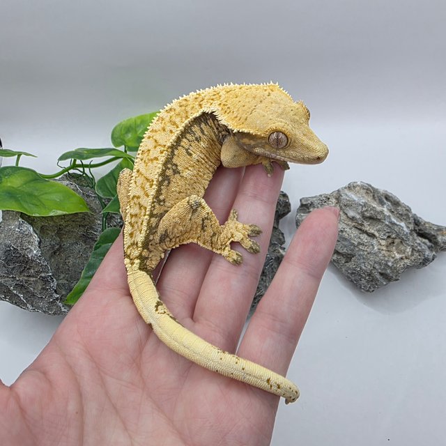 트라이 익스트림할리퀸