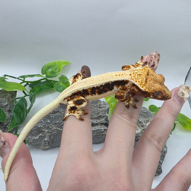 릴리100%헷아잔틱