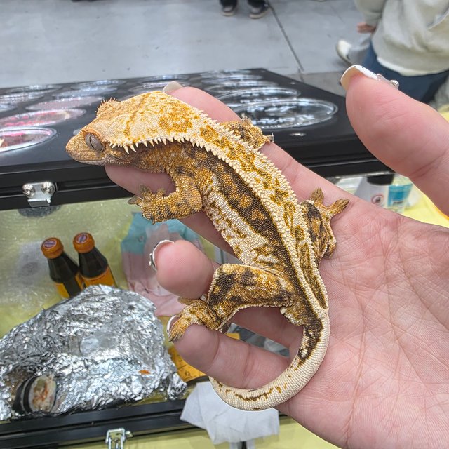 쿼드 트라이 풀핀 노멀