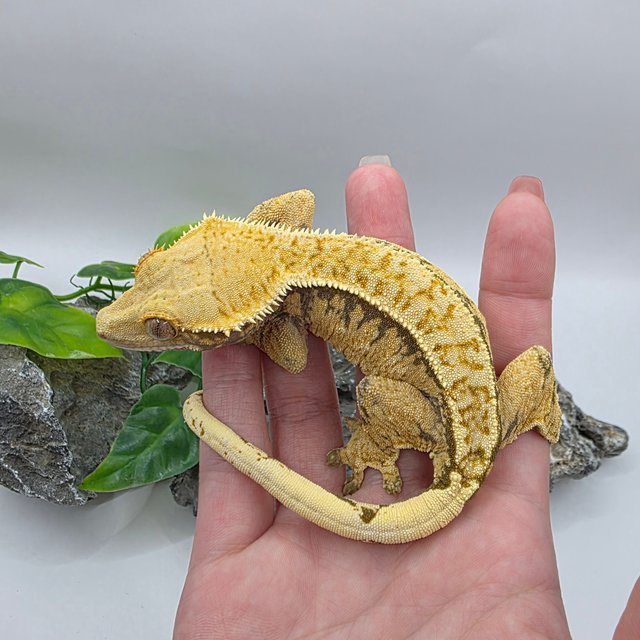 트라이 익스트림할리퀸