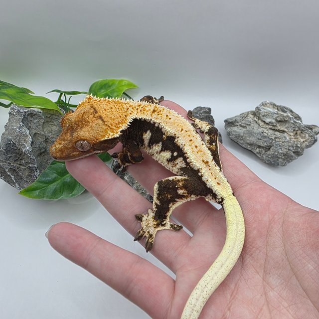 릴리100%헷아잔틱