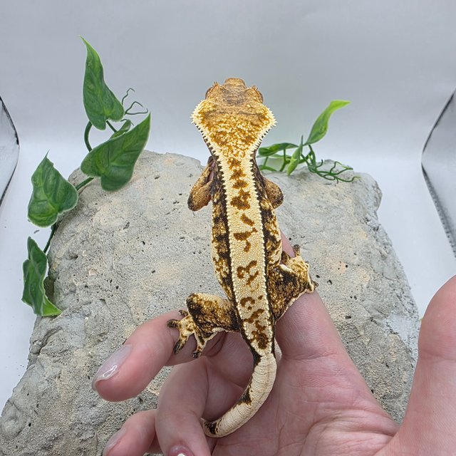 노멀 트라이 익스트림할리퀸