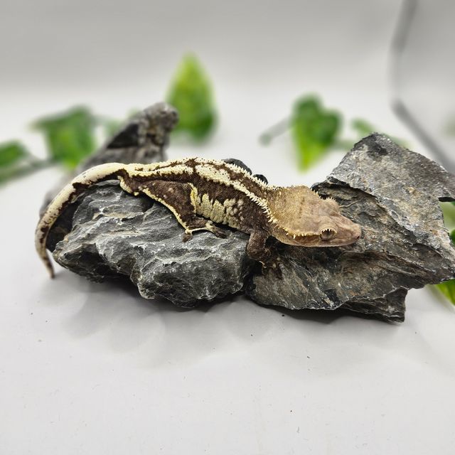 아잔틱