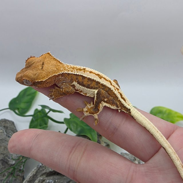 릴리100%헷아잔틱