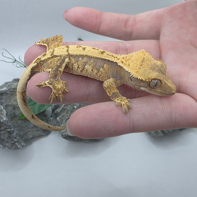 노멀 트라이 익스트림할리퀸