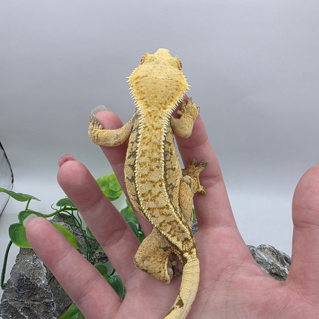 트라이 익스트림할리퀸