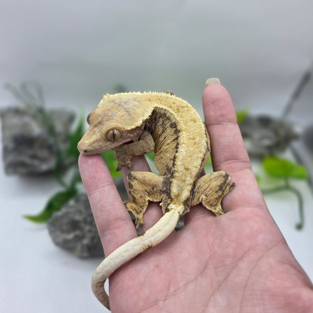 드리피 트라이 익스트림할리퀸 솔리드백 노멀