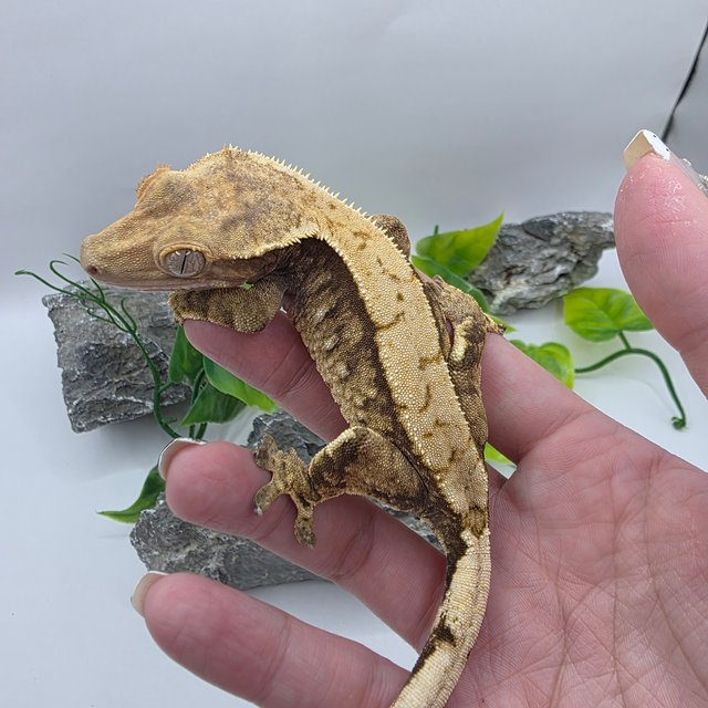 트라이 익스트림할리퀸 드리피 노멀