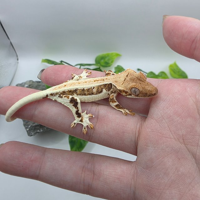 릴리100%헷아잔틱