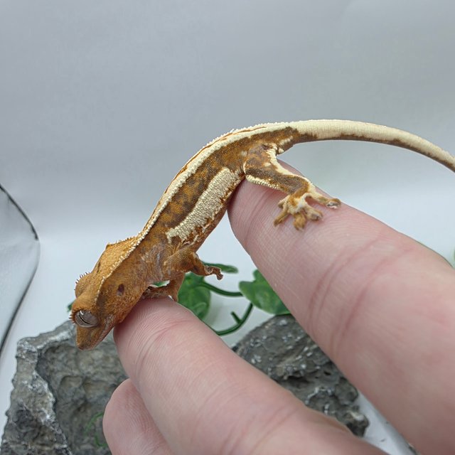 릴리100%헷아잔틱