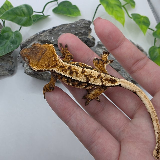 노멀 트라이 익스트림할리퀸