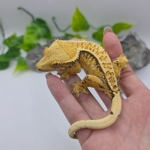 트라이 익스트림할리퀸