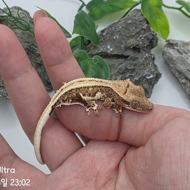 릴리100%헷아잔틱