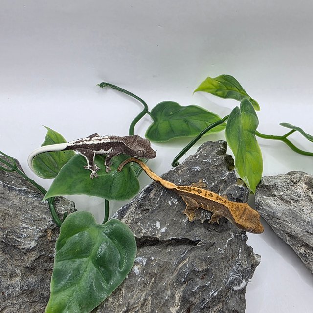 100%헷아잔틱 릴잔틱