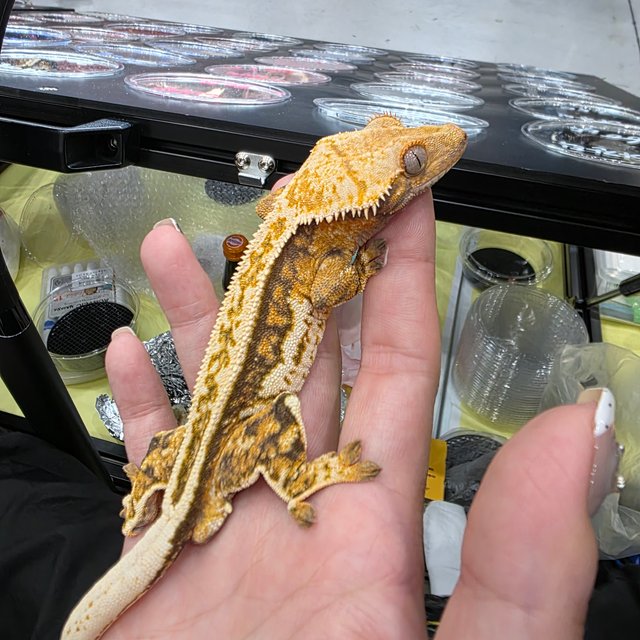 쿼드 트라이 풀핀 노멀