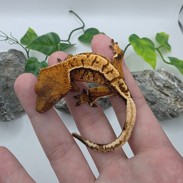 노멀 트라이 익스트림할리퀸 텐저린