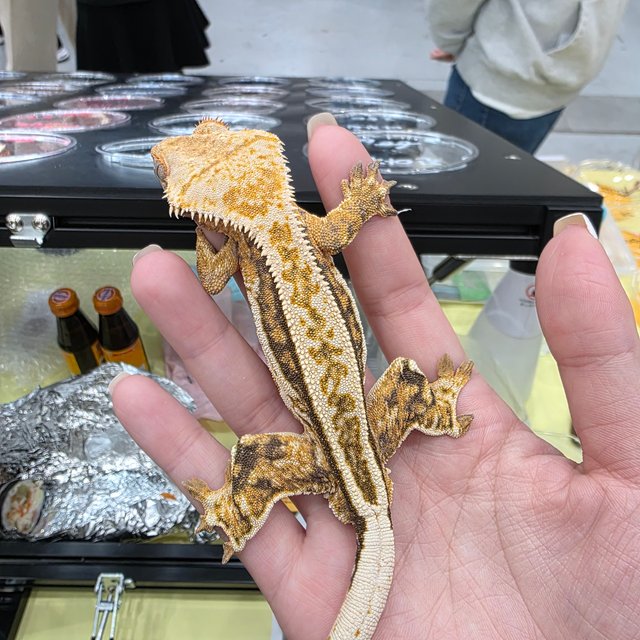 쿼드 트라이 풀핀 노멀